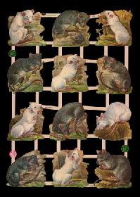 photos brillantes - Ratten