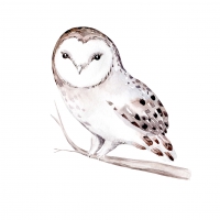 Serwetki 33x33 cm - Winter Owl
