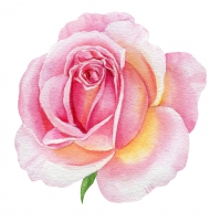 Napkins 33x33 cm - Rose