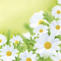 Napkins 25x25 cm - White Daisies