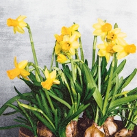 Servietten 25x25 cm - Narcissus
