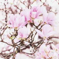 Servietten 25x25 cm - Pink Magnolia