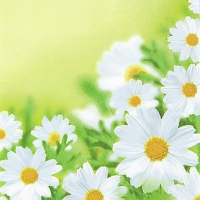 Napkins 33x33 cm - White Daisies