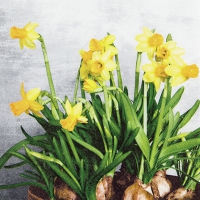 Serviettes 33x33 cm - Narcissus