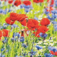 Napkins 33x33 cm - Poppies and Cornflowers