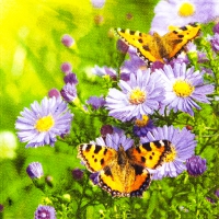 Napkins 33x33 cm - Butterflies on Aster