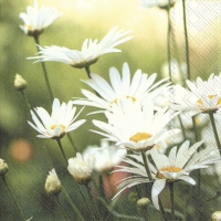 Serviettes 33x33 cm - WHITE FLOWERS