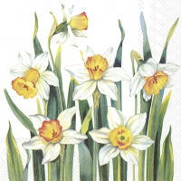 Napkins 33x33 cm - WHITE NARCISSUS white