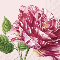Serviettes 33x33 cm - CHARLOTTE rose