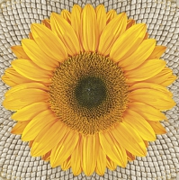 Servietten 33x33 cm - Sunflower on Seeds