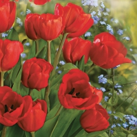 餐巾33x33厘米 - Bunch of Red Tulips