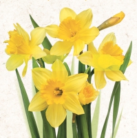 Napkins 33x33 cm - Bunch of Yellow Daffodils