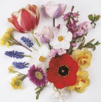 Napkins 33x33 cm - Spring Flowers from Garden