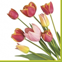 Servietten 33x33 cm - Photo Tulips