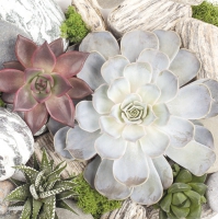 Салфетки 33x33 см - Succulent Plants and Stones Composition