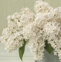 Салфетки 33x33 см - White Lilac Bouquet