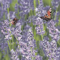 Servietten 33x33 cm - Lavender Field with Bumblebee