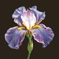 Servilletas 33x33 cm - Mysterious Purple Iris on Black 
