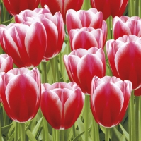 Serviettes 33x33 cm - Red Tulips Power