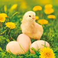 Servietten 33x33 cm - Chicken with Eggs on Dandelions Meadow