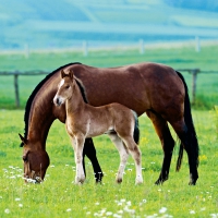 Napkins 33x33 cm - Pair of Horses