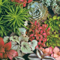 Servietten 33x33 cm - Succulents Mix