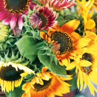 Serviettes 33x33 cm - Sunflower Bouquet