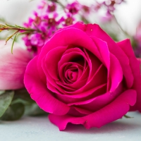 Serviettes 33x33 cm - Rose Blossom