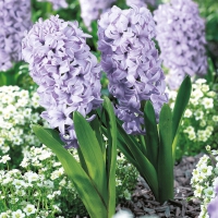 Serviettes 33x33 cm - Purple Hyacinths