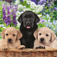 Serviettes 33x33 cm - Dog School