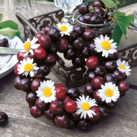 Serviettes 33x33 cm - Seweet Cherries