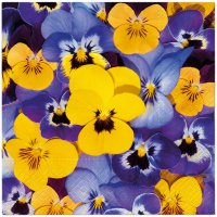 餐巾33x33厘米 - Looking Pansies