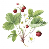 Servietten 33x33 cm - Wild strawberry