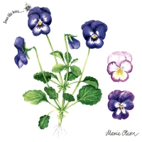 餐巾33x33厘米 - Pansies