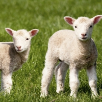 Napkins 33x33 cm - Farm Lamb