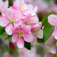 Servietten 33x33 cm - Apple Blossoms