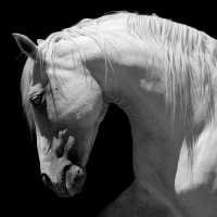 Napkins 33x33 cm - Grey horse