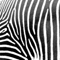 Servietten 33x33 cm - Zebra stripes