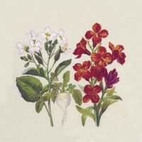 Napkins 24x24 cm - Botanical