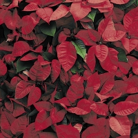 Serviettes 24x24 cm - Red Florals