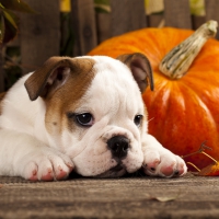 Servietten 33x33 cm - Autumn Dog