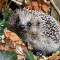 餐巾33x33厘米 - Autumn Hedgehog