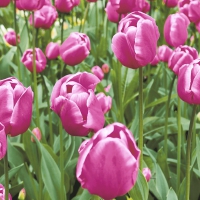 Serviettes 33x33 cm - Tulip Garden