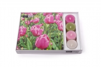 Combibox - Co-Pack Tulip Garden
