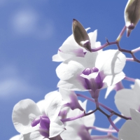 Servietten 33x33 cm - Sky orchid