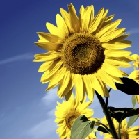 Serviettes 33x33 cm - Sunflower bloom