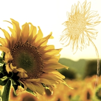Napkins 24x24 cm - Dusk Sunflower