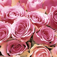 Servietten 33x33 cm - Pink Roses
