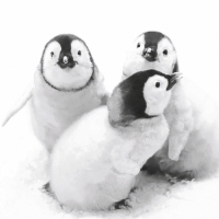 Serwetki 33x33 cm - Penguin friends