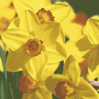 Servietten 33x33 cm - Yellow daffodils